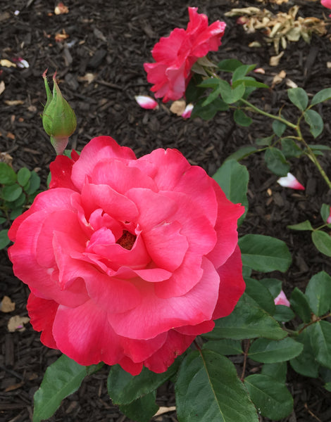 Rose of the Week: Color Magic!