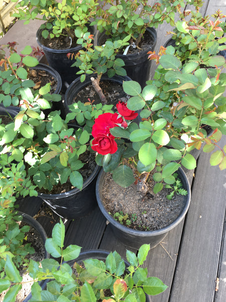 Potted Roses Planting Instructions