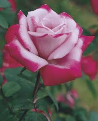 Rose of the Week: Paradise
