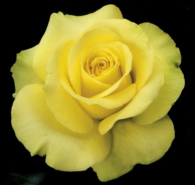 Rose of the Week: St. Patrick