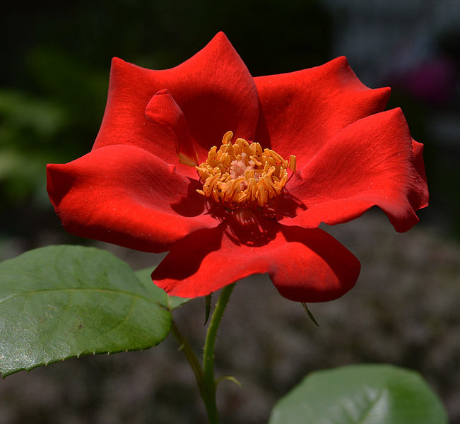 ROSE OF THE WEEK: Altissimo
