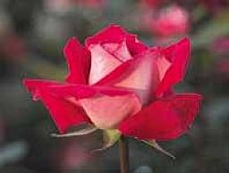 Rose of the Week: Love