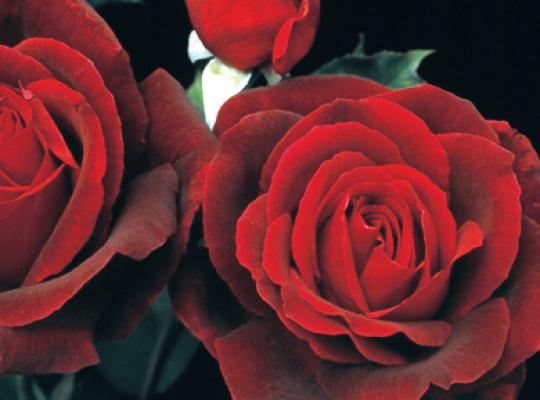 Rose of the Week: Mister Lincoln