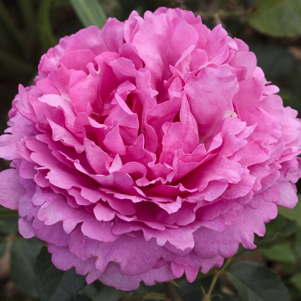 Rose of the Week: Yves Piaget