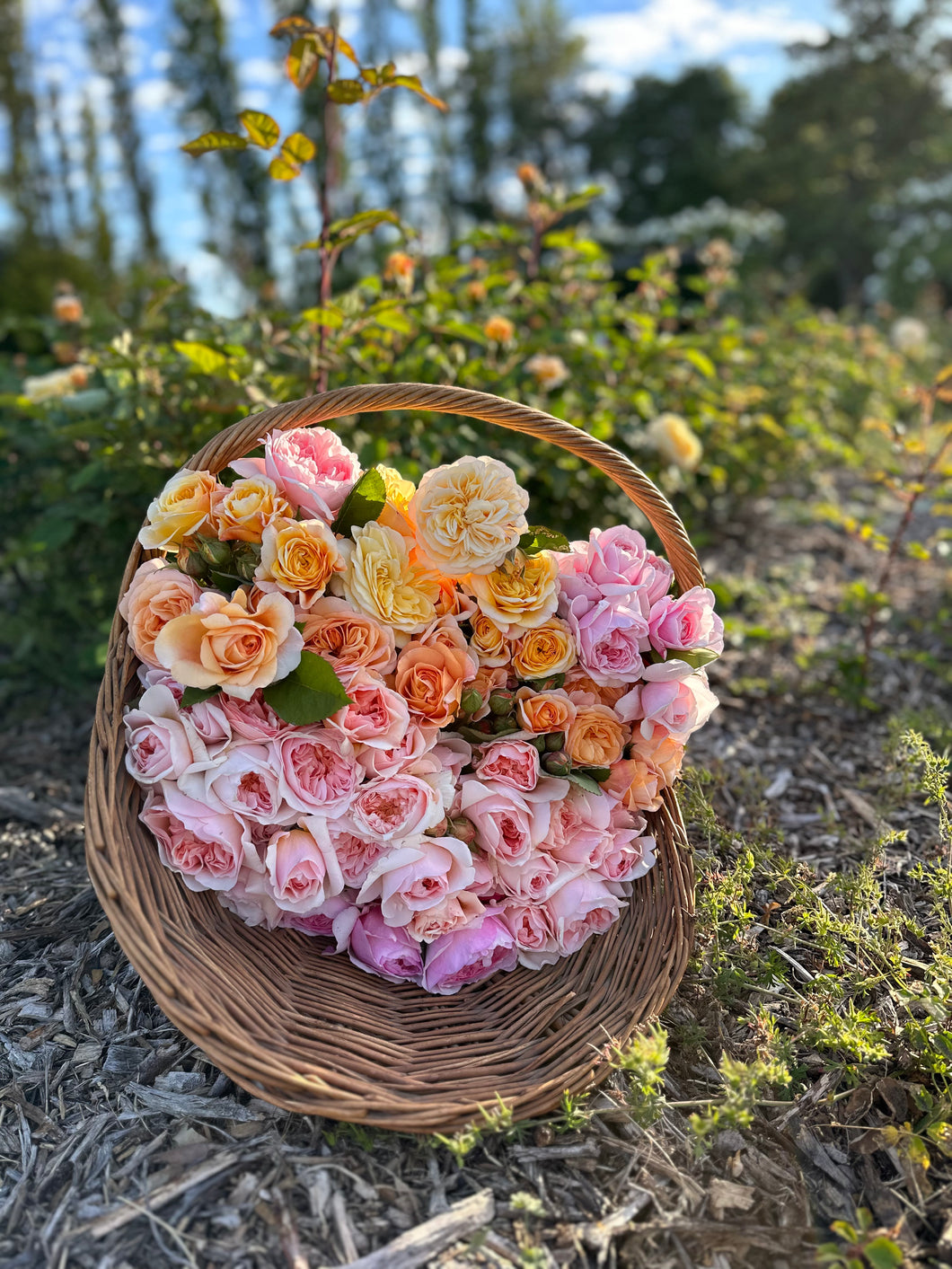 Gift - Flower Foraging Experience – Garden Valley Ranch Gift - Flower Foraging Experience – Garden Valley Ranch