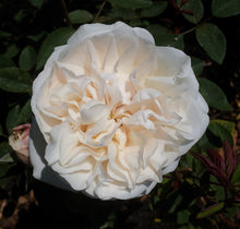 Fresh cut flowers - Cream, Ivory, White