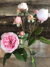 Fresh cut flowers - Blush, Pink, Buff, Hot Pink