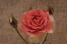 Rose Series Greeting Cards by Sherri Oster