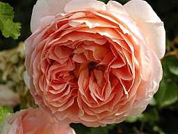 Abraham Darby