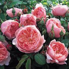 Alnwick Rose (bareroot)