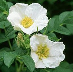 Rosa Rugosa Alba (Potted/Bareroot)