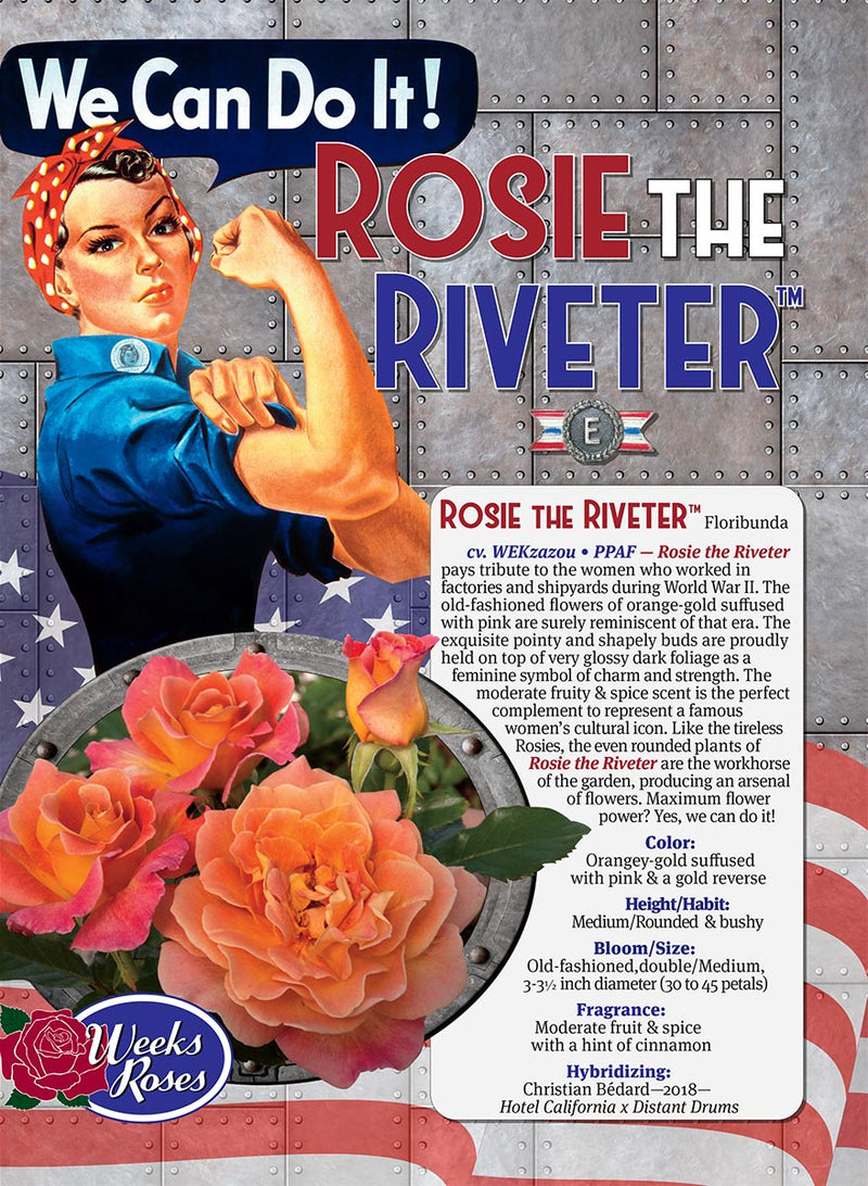 Rosa 'Rosie The Riveter', Floribunda Rose 'Rosie The Riveter' in