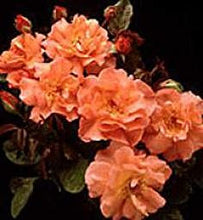 Westerland (climber)